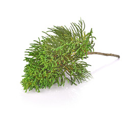 Pine leaf on white background