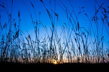 Sonnenuntergang hinter Grashalmen