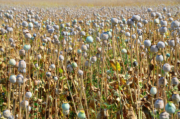 Poppy field with  unripe poppy-heads
ripe opium poppy head
