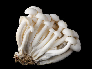White beech mushrooms, bunapi shimeji, also called white clamshell mushrooms, an edible fungus on black background. Front view macro photo.