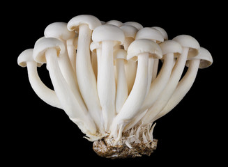 Bunapi shimeji, white beech mushrooms, also called white clamshell mushrooms, an edible fungus on black background. Front view macro photo.