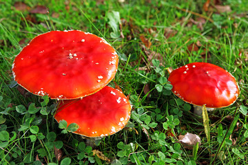 Drei Fliegenpilze (Amanita muscaria) auf der Wiese
