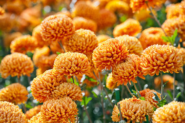 Orange Chrysanthemum Flower in Garden