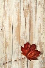 Naklejka na ściany i meble falling maple leaf on aged wood