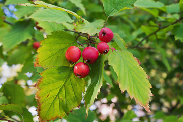 Fototapeta premium hawthorn branch with leaves on a tree close up