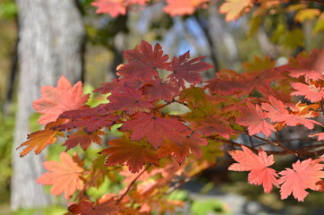 Autumn maple leaves
