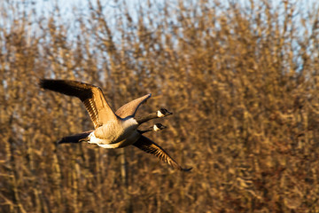 Flying Canada Geese (Branta canadensis) camouflaged against the background at sunset