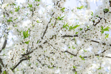 cherry blossoms for background