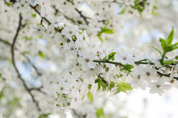 cherry blossoms for background
