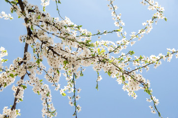 cherry blossoms for background