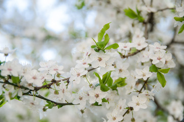 cherry blossoms for background