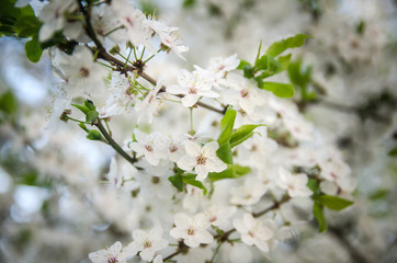 cherry blossoms for background