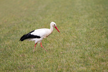 A beautiful stork in a field in spring in the Netherlands