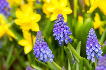 Grape Hyacinth (Muscari botryoides) and Daffodils (Narcissus) in spring