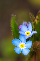 Beautiful close up of a blue Forget-me-not (Myosotis) in spring