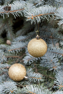 Christmas and New Year`s ball on the background spruce, close-up