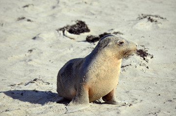 Fototapeta premium sea lion
