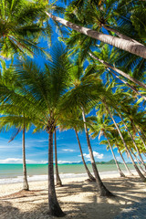 Palm trees on the beach of Palm Cove in Australia