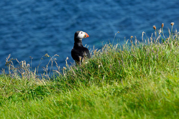 Puffin sea green grass Staffa
