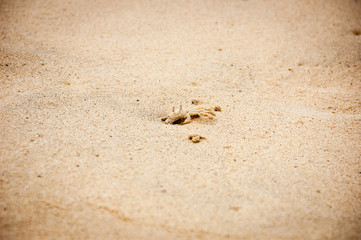 Westatlantische Reitkrabbe am Strand der Kapverden