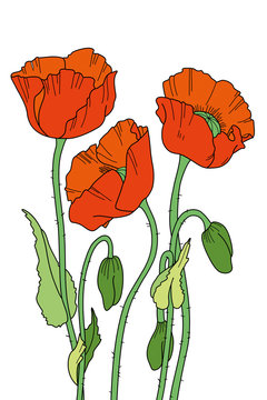 Red poppies hand drawn outline