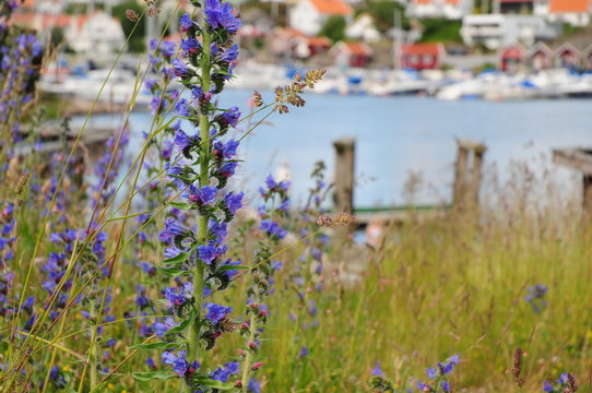 Sk&auml;rg&aring;rdsblomma