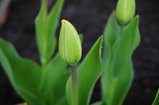Tulpanknopp