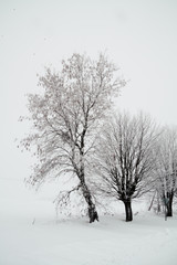 Fototapeta na wymiar Trees covered with snow
