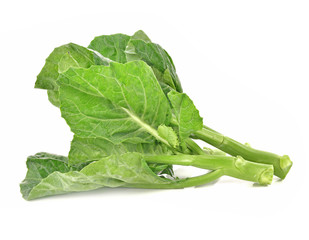 CHINESE KALE isolated white background