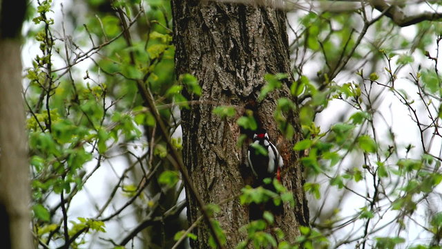 Great spotted woodpecker drumming on a tree trunk in a forest.
