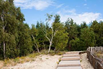 Forest and wooden road
