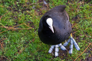 The Eurasian Coot (Fulica atra), seen from above