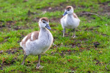 Naklejka na ściany i meble Chicks of the Egyptian Goose (Alopochen aegyptiacus) in the Vondelpark in the Netherlands