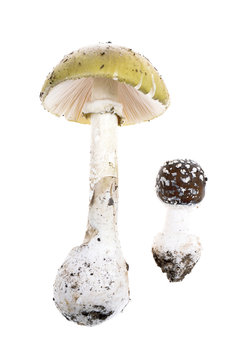 Two poisonous mushrooms -Amanita Pantherina,Amanita phalloides, isolated on white background