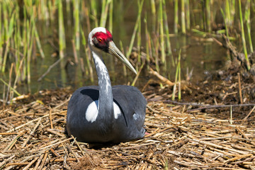 Obraz premium Hatching White-naped Crane (Grus vipio) on her nest