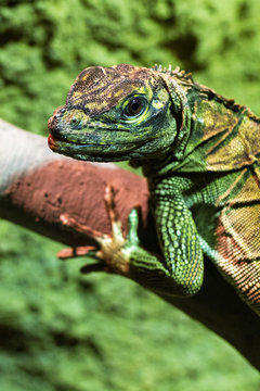 The Green Iguana or Common Iguana (Iguana iguana) portrait
