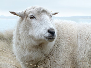 Schaf auf Sylt am Ellenbogen 2