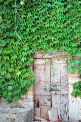 vecchia porta con edera