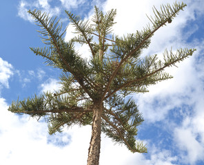 Baum gegen Himmel
Lanzarote (0280)