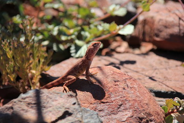 Australian Lizard