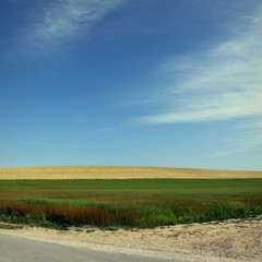 Fototapeta na wymiar Champs de lin et de blé près de Saint-Aubin.