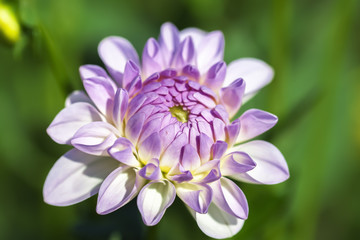Lila-weisse Dahlie - Dahlia - Aufnahme von der Blüte
