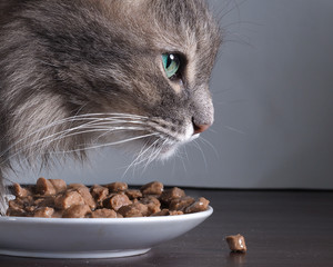 Кот ест кошачий корм. Очень крупно портрет кота. Мясные кусочки очень вкусные и ароматные. Корм для кошек 