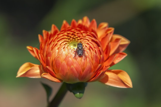 Orangerote Dahlie - Dahlia - Aufnahme von der Blüte mit Fliege