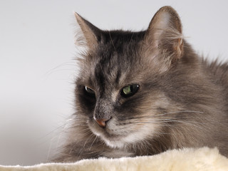 Очень хитрый кот. Портрет хитрого большого кота. Кот серый, пушистый с зелеными глазами. Морда кота крупно. Кот хитрый или злой 