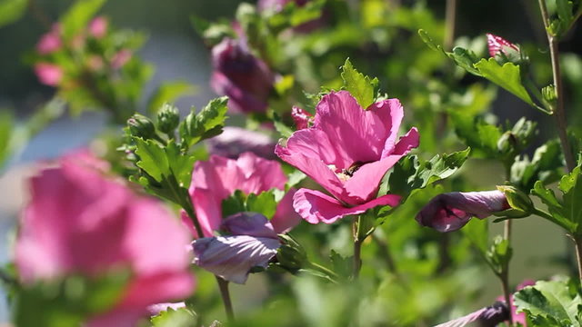 Rose of Sharon Intoxicated Bee.
first clip is a bumblebee landing in a flower.
second clip is the same bumblebee, drunk on pollen, trying to fly out of the flower and flying to another.
