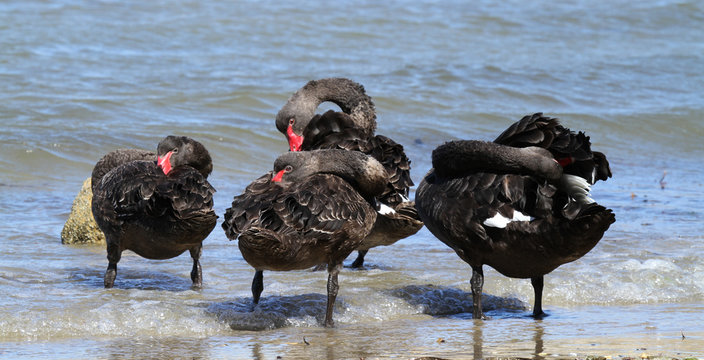 Bebe Cygne Images Browse 43 Stock Photos Vectors And Video Adobe Stock