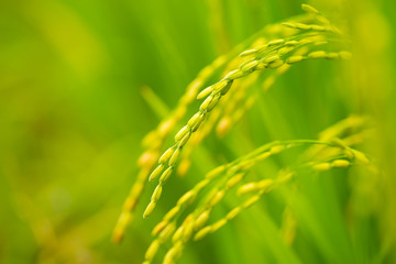 ripening grain in field