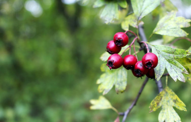 Obraz premium Red rowanberries on the tree in the autumn