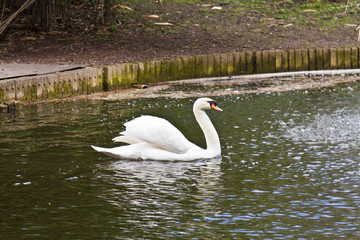 White swan swimming on a pond